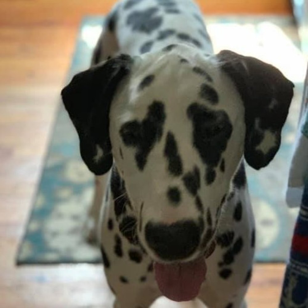 Welcome to spotted dog boutique!